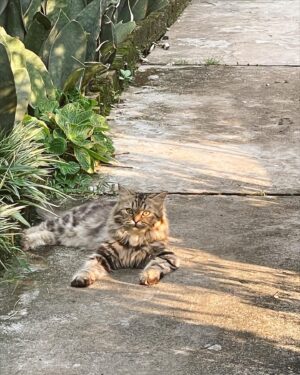 Jennifer Rachel Natasya Instagram - jadi senyum terus diliatin kucing komplek😸😽