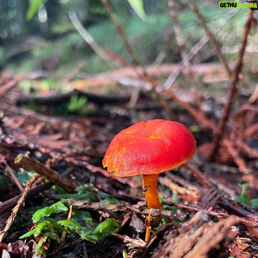 Jennifer Beals Instagram - Well lookee here, there’s a new B T hoodie for y’all! As well as some 🍄pics. ☺️ Super excited to partner with @shopstands ! Sales benefit @glsen 💛🌈 Link in zee bio. #nature