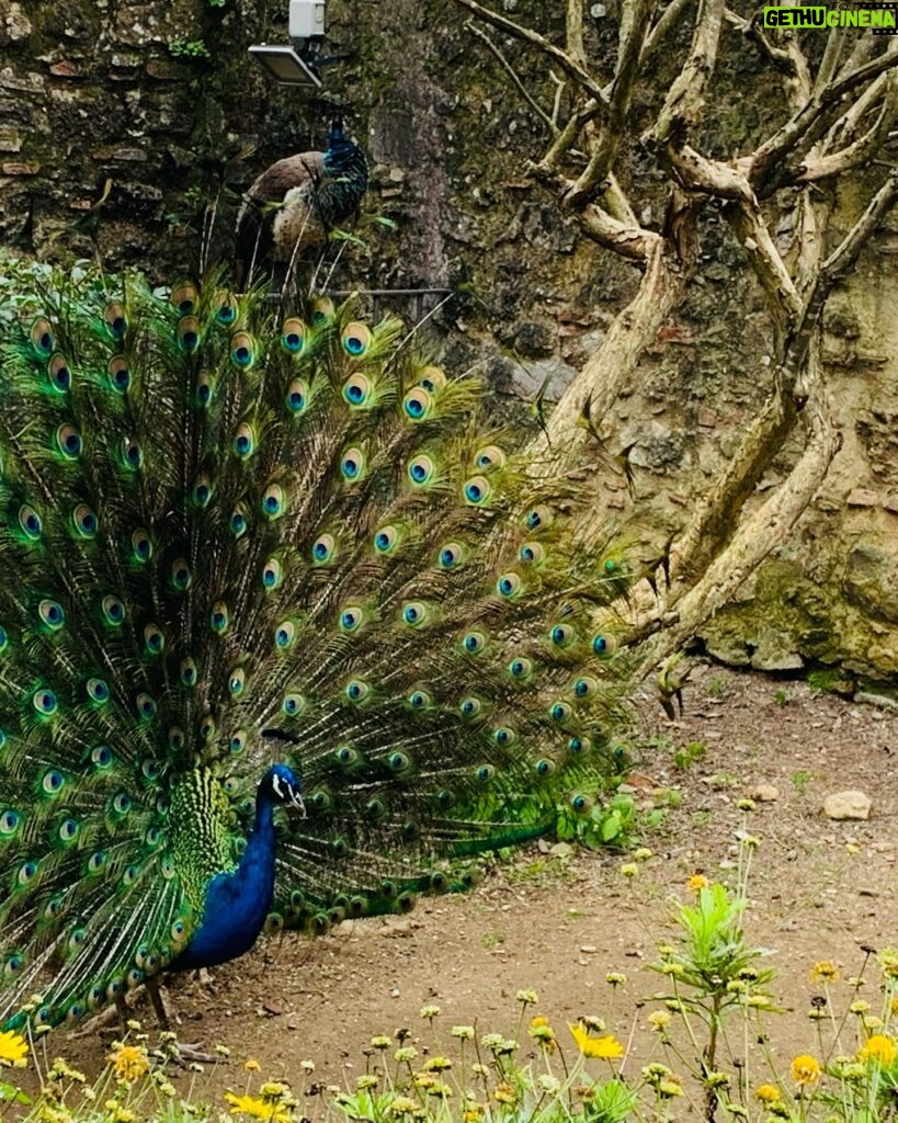 Jennifer Beals Instagram - Lisbon, I miss you already. I feel a fado song coming on… 💛🦚