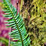 Jennifer Beals Instagram – Sometimes the littlest things knock me out. 

I give you the magical, resilient Western Sword Fern.