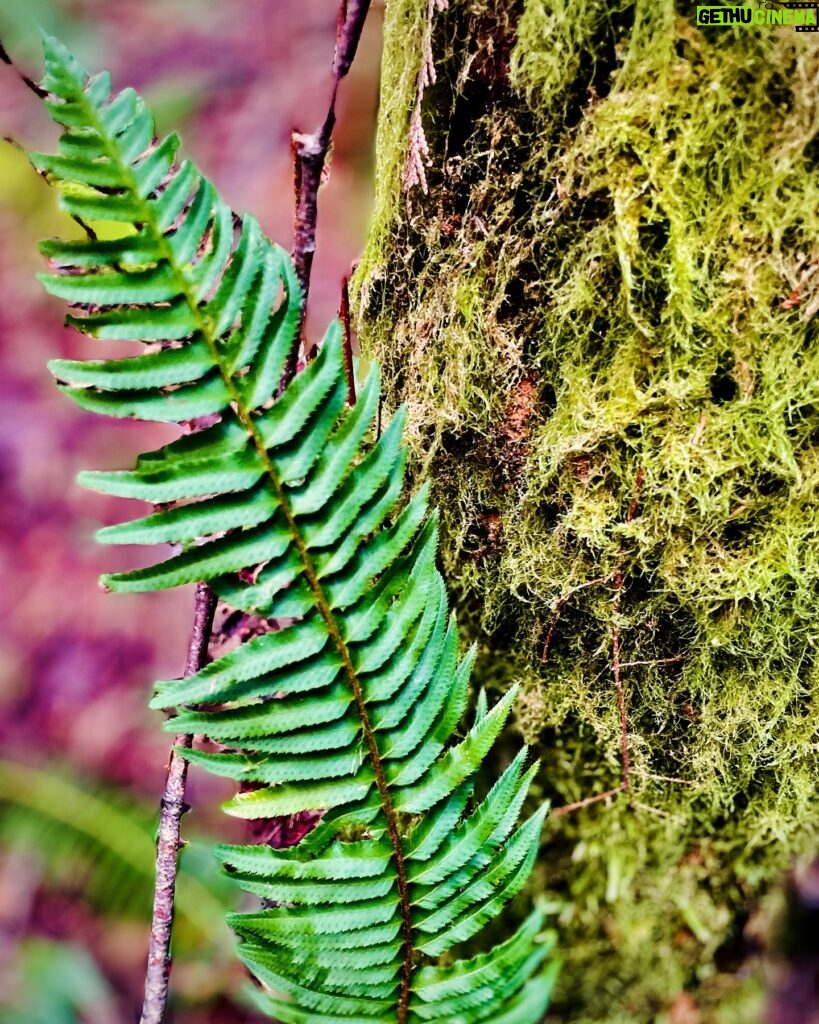 Jennifer Beals Instagram - Sometimes the littlest things knock me out. I give you the magical, resilient Western Sword Fern.