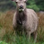 Jennifer Hoffman Instagram - Slecht weer in Schotland? Dat bestaat niet volgens Schotse bergwandelaars ⛰️ Jennifer ervaarde zelf hoe het voelt om door weer en wind te hiken en liep de West Highland Way-route. Of ja, een deel dan 🤷🏼‍♀️ Benieuwd naar meer? Link in bio 👉 Schotse wandelroutes #schotland #westhighlandway