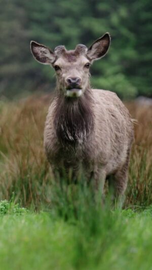 Jennifer Hoffman Instagram - Slecht weer in Schotland? Dat bestaat niet volgens Schotse bergwandelaars ⛰️ Jennifer ervaarde zelf hoe het voelt om door weer en wind te hiken en liep de West Highland Way-route. Of ja, een deel dan 🤷🏼‍♀️

Benieuwd naar meer? Link in bio 👉 Schotse wandelroutes

#schotland #westhighlandway