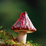 Jennifer Hoffman Instagram - Jarig 🥳 #whoneedsconfetti when you have #vulcanocapmushrooms #naturethoughtofeverytingalready