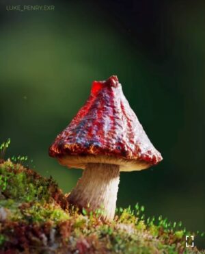 Jennifer Hoffman Instagram - Jarig 🥳
#whoneedsconfetti when you have #vulcanocapmushrooms 
#naturethoughtofeverytingalready