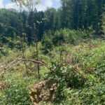 Jennifer Hoffman Instagram - Op zoek naar Europa’s grootste en oudste landzoogdier, op bizon Safari in Roemenië. Ze waren er niet meer. Alleen nog in dierentuinen. Maar dankzij het WeWilder project zijn ze nu weer in het wild te zien. Alleen… we moeten ze dan nog wel even zien te vinden. (Of niet?) #rewilding @we_wilder #letnaturetakeitscourse #livinginharmonywithnature #bisonsareback #tonythetracker @3opreis