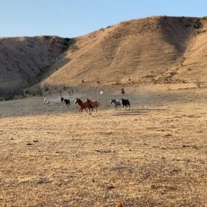 Jennifer Landon Instagram - I recently took a road trip to Valle de Guadalupe and I can’t recommend it enough.  I went for the food and wine, but while I was there I was lucky enough to go riding with @bajabyhorse and had one of the most exciting and memorable rides of my life.  Her horses are phenomenal! 

Sometimes friendships are forged in minutes and such is the case with @martyharriman. 🐎💛🤠

P.S. check out her cap. Turns out she’s the biggest #yellowstone #yellowstonetv  fan south of the border.