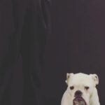 Jennifer Landon Instagram - Self-tape slate for the win Swipe left. #bulldog #bulldogsofinstagram