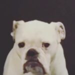 Jennifer Landon Instagram - Self-tape slate for the win Swipe left. #bulldog #bulldogsofinstagram