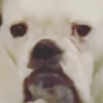 Jennifer Landon Instagram - Self-tape slate for the win Swipe left. #bulldog #bulldogsofinstagram