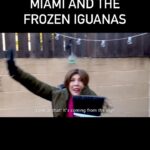 Jenny Lorenzo Instagram - When Miami has lost its mind with the extremely cold temperatures and frozen iguanas falling from the sky. The world is officially ending, bro! 🦎❄️ #latinosbelike #latinomemes #latinocomedy #latinamomsbelike #miamiaf #frozeniguanas #iguanas #cuban #growinguphispanic #growingupcuban #miami