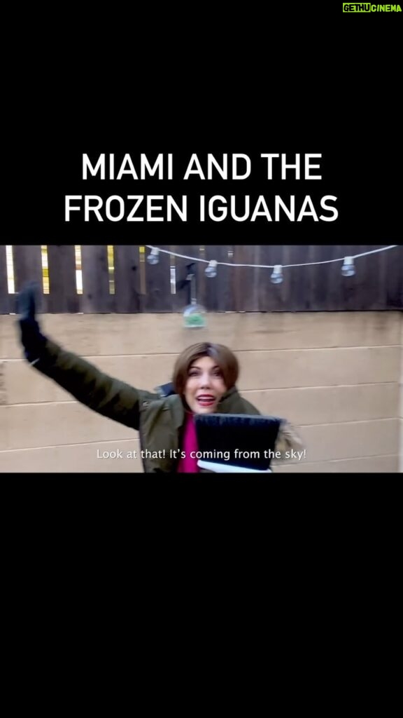 Jenny Lorenzo Instagram - When Miami has lost its mind with the extremely cold temperatures and frozen iguanas falling from the sky. The world is officially ending, bro! 🦎❄️ #latinosbelike #latinomemes #latinocomedy #latinamomsbelike #miamiaf #frozeniguanas #iguanas #cuban #growinguphispanic #growingupcuban #miami