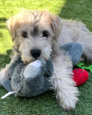 Jessica Collins Instagram - We have a new addition to our family. World… meet Charlie!!! 💙🐾
He’s from the same dog rescue as our dear Goldie. He’s a sweetheart and a very, very silly gent. Thank you @wagmorpets for helping these pups and bringing even more love into our home. ❤️🐾
#reacuedogsofinstagram 
#dogsofinstagram 
#dogmom