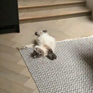 Jessica De Gouw Instagram - Cats are better than humans. Dave is better than cats.
 #ragdollcat