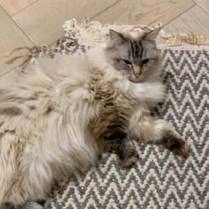 Jessica De Gouw Instagram - Cats are better than humans. Dave is better than cats.
 #ragdollcat