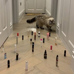 Jessica De Gouw Instagram - David Cattenborough lava game feat. Easter egg edition. The last swipe ⏭ is what happened when I tried it. Guess I am not also a ninja 😑 #isolyfe #catsofinstagram