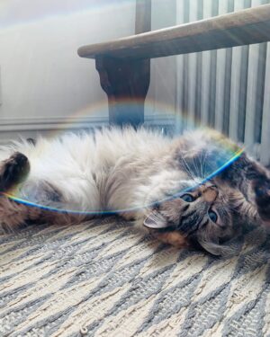 Jessica De Gouw Instagram - Just my cat. Loving herself sick in a double rainbow. Yup, I’ll take that on a Monday morning. 🌈 #DavidCattenborough