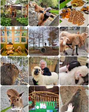 Jessica Lin Instagram - 如果有一天我離開新聞業
那應該是跑去動物園或農場上班了😆

明天有我耶
4/27(六) 1100、1400
壹電視49台見