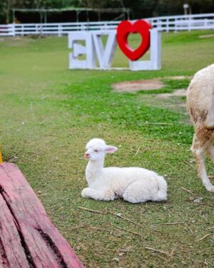 Jessica Lin Instagram - 看到笑笑羊🐏眼睛跟著消失的之😆

休假拉著爸媽去了桃園大溪的富田花園農場，被10幾隻笑笑羊包圍，太幸福了☺這邊其實是開了20年的老農場，裝置藝術都舊舊的了，但是每種小動物都有自己的一大片草地可以跑跑，覺得照顧的很好～

一起找找笑笑羊的眼睛在哪裡🤣

沒有業配合作，單純太喜歡了所以分享資訊：
平日門票150元
假日門票200元
可以折抵50元買飼料
停車場費用另計50元
#寵物友善 讚讚讚

🐏🐏🐏🐏🐏🐏🐏分隔線🐏🐏🐏🐏🐏🐏🐏

東森財經57台班表：
12/4 (日) 1800晚報、1900晚報
12/6 (二) 1730晚報
12/7 (三) 1730晚報、2030台彩
12/9 (五) 2030台彩

#休假日常 #富田農場 #富田花園農場 #桃園 #桃園景點 #大溪 #大溪景點 #笑笑羊 #瓦萊黑鼻羊 #羊駝 #農場 #親子旅遊 #小動物 #療癒時間 #🐑 #🐏 #🐐 #🥰