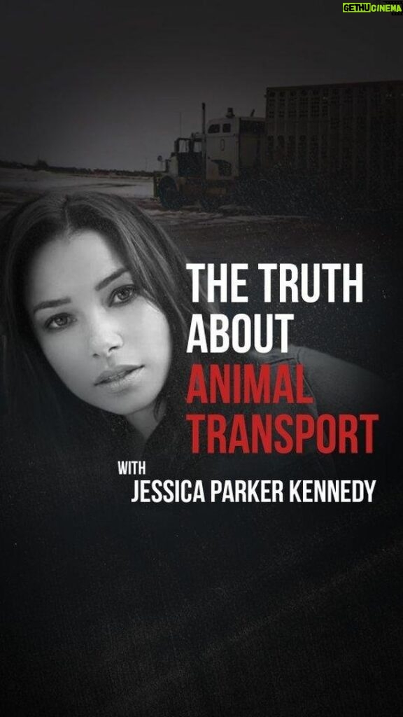 Jessica Parker Kennedy Instagram - Animal transport regulations in the United States are downright disgraceful, and there is no record of the USDA ever even enforcing the one weak law currently in place. This is unacceptable. Take action today by visiting MercyForAnimals.org/IAA (link in bio).   Narrated by Jessica Parker Kennedy 🔉 @jparkerk3 #JessicaParkerKennedy #IAA #IndustrialAgricultureAccountabilityAct #Transport #AnimalTransport #TakeAction #ProtectAnimals