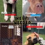 Jessica Parker Kennedy Instagram – Looking for a forever pup to snuggle with this holiday season? Please take a moment to share these sweet babies who will be euthanized asap if not saved!!! All of their info is below. Thank you! 🚨

#Repost @savingcarsonshelterdogs with @use.repost
・・・
‼️🔥 PAST DUE WILL BE EUTHANIZED 🔥‼️

🔴URGENT FINAL NOTICE🔴

🚨NEED ADOPTERS FOSTERS and RESCUES ❤️‍🩹

Search their # to see more pics and Videos ✅

#A5579904 Dino

#A5584248 Winter
#A5584246 Potter

#A5570587 Rush

#A5100365 Phoebe 

#A5580741 Saxophone

#A5586842 Carter

#A5439690 Heather

#A5580992 Caramello 

#A5581063 Panda

#A5582443 Mumford 

🔹 Carson Shelter – 310-523-9566
🔹 OPEN Monday through Saturday 11 AM to 5 PM and closed on Sunday
🔹216 W Victoria St. Gardena, CA 90248
_______________________________________________
💗💗 WANNA FOSTER? If you’re in LA, OC, San Bernadino or Riverside County and would like to apply to foster a Carson pup, please visit CarsonFosters.com to complete the online foster application. Thanks!
🔺We’re NOT associated with Carson Shelter🔺 #CarsonShelter  #fosteringsaveslives #Adopt#AdoptAShelterPet #needsahome #savingcarsonshelterdogs

@standupforpitsfoundation
#AdoptDontShop
#InherentlyGood