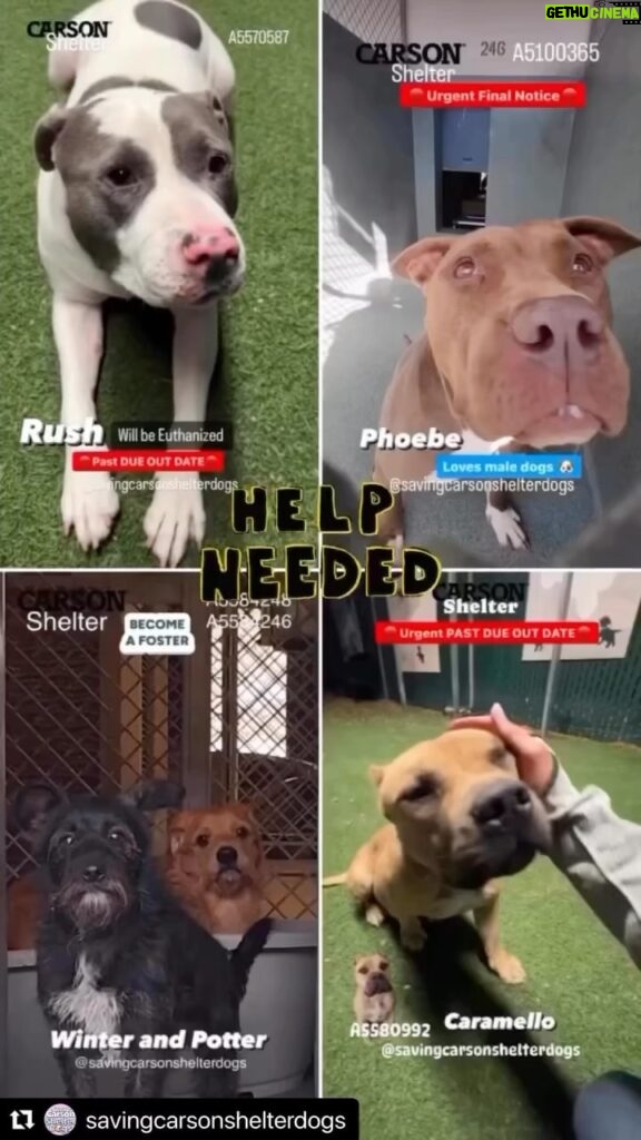 Jessica Parker Kennedy Instagram - Looking for a forever pup to snuggle with this holiday season? Please take a moment to share these sweet babies who will be euthanized asap if not saved!!! All of their info is below. Thank you! 🚨 #Repost @savingcarsonshelterdogs with @use.repost ・・・ ‼️🔥 PAST DUE WILL BE EUTHANIZED 🔥‼️ 🔴URGENT FINAL NOTICE🔴 🚨NEED ADOPTERS FOSTERS and RESCUES ❤️‍🩹 Search their # to see more pics and Videos ✅ #A5579904 Dino #A5584248 Winter #A5584246 Potter #A5570587 Rush #A5100365 Phoebe #A5580741 Saxophone #A5586842 Carter #A5439690 Heather #A5580992 Caramello #A5581063 Panda #A5582443 Mumford 🔹 Carson Shelter - 310-523-9566 🔹 OPEN Monday through Saturday 11 AM to 5 PM and closed on Sunday 🔹216 W Victoria St. Gardena, CA 90248 _______________________________________________ 💗💗 WANNA FOSTER? If you’re in LA, OC, San Bernadino or Riverside County and would like to apply to foster a Carson pup, please visit CarsonFosters.com to complete the online foster application. Thanks! 🔺We’re NOT associated with Carson Shelter🔺 #CarsonShelter #fosteringsaveslives #Adopt#AdoptAShelterPet #needsahome #savingcarsonshelterdogs @standupforpitsfoundation #AdoptDontShop #InherentlyGood