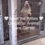 Jessica Parker Kennedy Instagram – Original Post by @StandUpForPitsFoundation with @Rita_Earl_Blackwell

Look at ALL 34 of these gorgeous land-seals. These are just SOME of the pit bulls type dogs at @LancasterAnimalsLaco waiting to be seen and saved. There are hundreds more at this location alone. Los Angeles shelters are always overrun with dogs who need adopting, the majority being pit bulls type dogs. Please spay and neuter your dogs!!!

Please SHARE to help them be seen by more people. Please TAG to make sure they’re seen.
Please COMMENT to help them be adopted or rescued.

Comment from @standupforpitsfoundation 
“Many shelters adopt out dogs without being fixed. If this shelter does that, @standupforpitsfoundation will cover the spay and neuter of every one of these pit bull type dogs who gets pulled or adopted. Please share these dogs so they don’t get killed and many of them will unless saved. Please don’t look away, especially you @MayorOfLA . Do something. Thank you.”

Location: Lancaster Animal Care Center in Los Angeles, California
Open to the public: Everyday 2pm-5pm and Wednesdays 2pm-7pm
☎️: (661) 940-4191
ACCLancaster@AnimalCare.LACounty.Gov