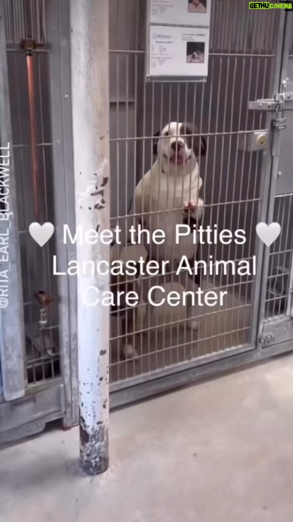 Jessica Parker Kennedy Instagram - Original Post by @StandUpForPitsFoundation with @Rita_Earl_Blackwell Look at ALL 34 of these gorgeous land-seals. These are just SOME of the pit bulls type dogs at @LancasterAnimalsLaco waiting to be seen and saved. There are hundreds more at this location alone. Los Angeles shelters are always overrun with dogs who need adopting, the majority being pit bulls type dogs. Please spay and neuter your dogs!!! Please SHARE to help them be seen by more people. Please TAG to make sure they’re seen. Please COMMENT to help them be adopted or rescued. Comment from @standupforpitsfoundation “Many shelters adopt out dogs without being fixed. If this shelter does that, @standupforpitsfoundation will cover the spay and neuter of every one of these pit bull type dogs who gets pulled or adopted. Please share these dogs so they don’t get killed and many of them will unless saved. Please don’t look away, especially you @MayorOfLA . Do something. Thank you.” Location: Lancaster Animal Care Center in Los Angeles, California Open to the public: Everyday 2pm-5pm and Wednesdays 2pm-7pm ☎️: (661) 940-4191 ACCLancaster@AnimalCare.LACounty.Gov