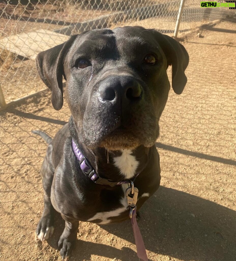 Jessica Parker Kennedy Instagram - THIS IS KING!!! 🐶 He is OUT OF TIME in Acton, California as of TOMORROW! This sweet boy is looking for a rescue or loving foster or forever home! He is nervous around other dog so he needs to be in a home with no other doggos. COST OF ALL TRAINING WILL BE COVERED!!! If you are able to help King, please call 209-735-0620. PLEASE SHARE SHARE SHARE!!! Thank you! #AdoptDontShop #InherentlyGood #StandUpForPits