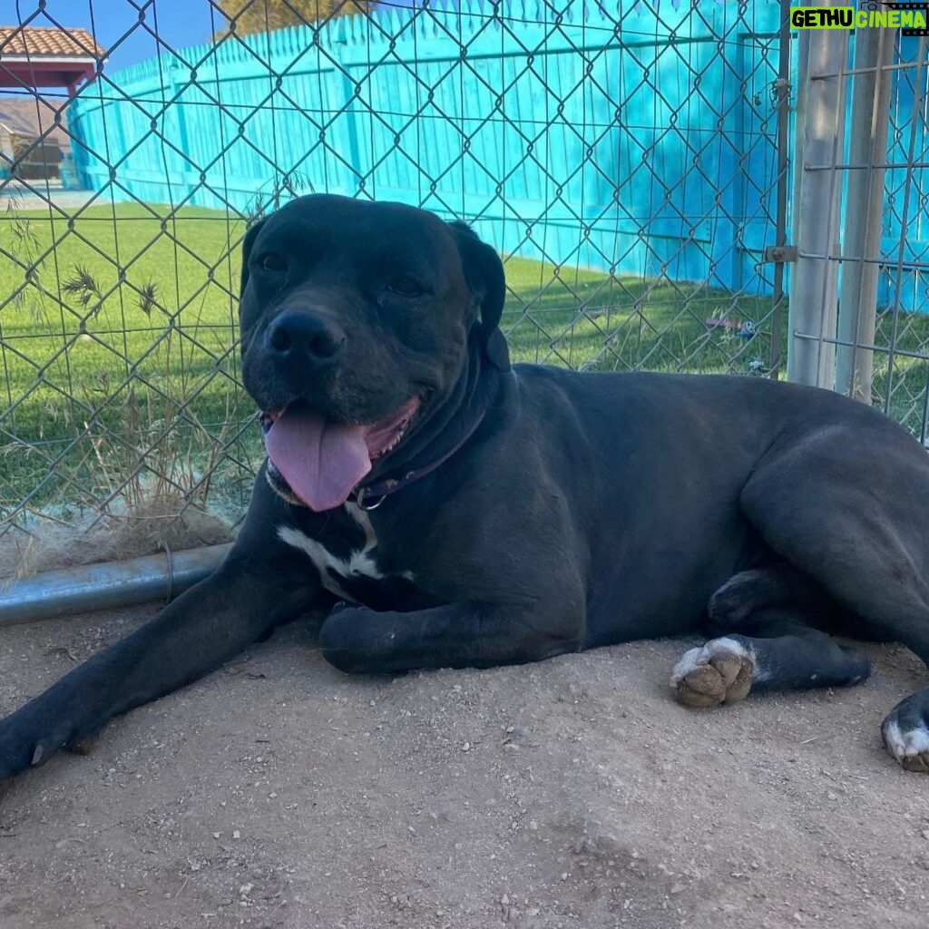 Jessica Parker Kennedy Instagram - THIS IS KING!!! 🐶 He is OUT OF TIME in Acton, California as of TOMORROW! This sweet boy is looking for a rescue or loving foster or forever home! He is nervous around other dog so he needs to be in a home with no other doggos. COST OF ALL TRAINING WILL BE COVERED!!! If you are able to help King, please call 209-735-0620. PLEASE SHARE SHARE SHARE!!! Thank you! #AdoptDontShop #InherentlyGood #StandUpForPits