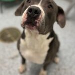 Jessica Parker Kennedy Instagram – Oh my goodness! Look at this beautiful boy APOLLO! He is in need of a loving forever home or a temporary loving foster or rescue.
Please read this desperate plea from Kymberlee Flores, a dedicated shelter volunteer at the Monroe County Animal Control/Shelter in Michigan. Let’s get this hunny boy shared and seen!

“I am reaching out in efforts for you to help our sweet guy Apollo find his forever freedom ride. Apollo needs the publicity, we’re a small town where much doesn’t happen. My efforts, along with others, have gotten us nowhere. Apollo needs a saving grace before he shuts down on us completely. Below is his about-me info. His face deserves to be known.”

“Let me tell you about him!
He’s been through hell and back and is a total lover!”

•3-4 years old
•Approx 90lbs of love to give you!
•Loves his stuffed animals.
•Doesn’t trust enough to share his humans so would be best as only pet.
•Loves treats.
•Loves to hang out outside.

“Apollo has been with us for a really long time now. I sit with him, scratch his ears and tell him his time is coming soon, but he doesn’t believe me anymore. No one ever wants to meet him. I watch as they just look at his picture in the book and keep flipping. Apollo needs a saving grace. He needs someone to show him love. We love him dearly, but he wants someone to love just him. 

Do you know a rescue who may open their doors for him? Transport available! Hours after hours, seconds after seconds, he watches us walk through the doors, take name tags off of kennels and do our secret little happy dance that another one of our dogs whom we love found a home, but yet Apollo’s name tag and leash still hangs, for months now.”

Apollo is located at Monroe County Animal Shelter in Michigan. If you’re interested, please call 734-240-3125 or email animalcontrol@monroemi.org
911 S Raisinville Rd Monroe, MI 48161

“Just a few more sleeps buddy, we will find you a home.❤️‍🩹 We promise, it’s coming.”

Kind Regards,
Kymberlee Flores

#standupforpits
#adoptapollo
#adoptdontshop
#inherentlygood