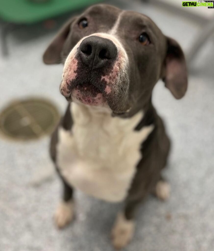 Jessica Parker Kennedy Instagram - Oh my goodness! Look at this beautiful boy APOLLO! He is in need of a loving forever home or a temporary loving foster or rescue. Please read this desperate plea from Kymberlee Flores, a dedicated shelter volunteer at the Monroe County Animal Control/Shelter in Michigan. Let’s get this hunny boy shared and seen! “I am reaching out in efforts for you to help our sweet guy Apollo find his forever freedom ride. Apollo needs the publicity, we’re a small town where much doesn’t happen. My efforts, along with others, have gotten us nowhere. Apollo needs a saving grace before he shuts down on us completely. Below is his about-me info. His face deserves to be known.” “Let me tell you about him! He’s been through hell and back and is a total lover!” •3-4 years old •Approx 90lbs of love to give you! •Loves his stuffed animals. •Doesn’t trust enough to share his humans so would be best as only pet. •Loves treats. •Loves to hang out outside. “Apollo has been with us for a really long time now. I sit with him, scratch his ears and tell him his time is coming soon, but he doesn’t believe me anymore. No one ever wants to meet him. I watch as they just look at his picture in the book and keep flipping. Apollo needs a saving grace. He needs someone to show him love. We love him dearly, but he wants someone to love just him. Do you know a rescue who may open their doors for him? Transport available! Hours after hours, seconds after seconds, he watches us walk through the doors, take name tags off of kennels and do our secret little happy dance that another one of our dogs whom we love found a home, but yet Apollo’s name tag and leash still hangs, for months now.” Apollo is located at Monroe County Animal Shelter in Michigan. If you’re interested, please call 734-240-3125 or email animalcontrol@monroemi.org 911 S Raisinville Rd Monroe, MI 48161 “Just a few more sleeps buddy, we will find you a home.❤️‍🩹 We promise, it’s coming.” Kind Regards, Kymberlee Flores #standupforpits #adoptapollo #adoptdontshop #inherentlygood