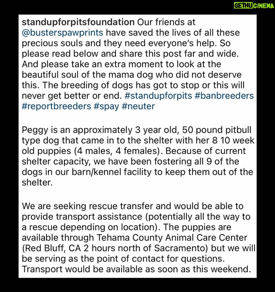 Jessica Parker Kennedy Instagram - 3 year old perfect Peggy and her 8 puppies are being fostered by @busterspawprints. For more information about how to help/rescue/adopt them, please swipe through this post for more info. PLEASE REMEMBER AND SPREAD THIS INFORMATION: Just ONE unaltered (not spayed) female dog and her offspring can produce 67,000 puppies within just 6 years. Please spay and neuter your dogs. Please adopt don’t shop and remember all breeds of dogs are inherently good. Please share these sweet pups so they can have a chance. 🐶🐶🐶🐶🐶🐶🐶🐶🐶 #InherentlyGood #AdoptDontShop #SpayandNeuter