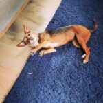 Jessica Rothe Instagram - OTIS CHANNELING HIS INNER TREE! I can’t even begin to tell you how long it took for us to teach him this. BUT HE NAILED IT. Probably the best thing to come from all this time inside ❤️😂 #stayhome #happydeathday