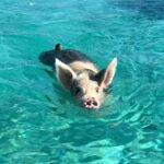 Jessica Rothe Instagram - About a month ago I was lucky enough to go down to the Bahamas to finish a movie I love like no other with a brilliant group of people. I feel so lucky to have been a part of this shoot and can’t wait for you all to see this film. It’s a special one ❤️ Oh, and most importantly....I GOT TO SEE THE SWIMMING PIGS. And yes, they were everything (go to my story for more videos. Because, well, it’s important) 🐷 🌊 @fowlcay @universalpictures #242filmandtv #allmylife #swimmingpigs