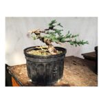 Jessica Rothe Instagram - Bonsai class with the boy and we are OBSESSED. Can’t wait to see what our tiny trees become... in 50 years 😂 Thanks to @kimurabonsai for getting us started and to @eclem for the best x-mas present ever. Swipe for “before” pics ❤️ 🌳