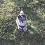 Jessica Stroup Instagram - 11 years young today! Shout out to my little quarantine homie who’s been working tirelessly to keep me sane. Without your need for daily walks and sustenance I’d probably still be sleeping. Love you girl. HBD❤️