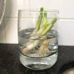 Jessica Stroup Instagram - Just learned you can regrow green onion and 🤯🤯🤯
