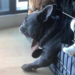 Jessica Versteeg Instagram - Happy #nationalpuppyday 🐶 @priscillabluev you have gone through so much with me in your short time here on earth, I am beyond grateful to be your mommy ❤️ I have so many amazing memories with you and a billion smiles because of you! FRIENDS, if you want your heart to melt, just watch her stretching at the end of the carves video 🥰