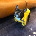 Jessica Versteeg Instagram - Happy #nationalpuppyday 🐶 @priscillabluev you have gone through so much with me in your short time here on earth, I am beyond grateful to be your mommy ❤️ I have so many amazing memories with you and a billion smiles because of you! FRIENDS, if you want your heart to melt, just watch her stretching at the end of the carves video 🥰