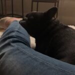Jessica Versteeg Instagram - Happy #nationalpuppyday 🐶 @priscillabluev you have gone through so much with me in your short time here on earth, I am beyond grateful to be your mommy ❤️ I have so many amazing memories with you and a billion smiles because of you! FRIENDS, if you want your heart to melt, just watch her stretching at the end of the carves video 🥰