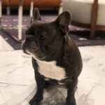 Jessica Versteeg Instagram - Happy #nationalpuppyday 🐶 @priscillabluev you have gone through so much with me in your short time here on earth, I am beyond grateful to be your mommy ❤️ I have so many amazing memories with you and a billion smiles because of you! FRIENDS, if you want your heart to melt, just watch her stretching at the end of the carves video 🥰