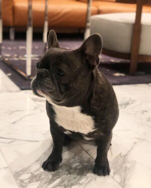 Jessica Versteeg Instagram - Happy #nationalpuppyday 🐶  @priscillabluev you have gone through so much with me in your short time here on earth, I am beyond grateful to be your mommy ❤️ I have so many amazing memories with you and a billion smiles because of you! FRIENDS, if you want your heart to melt, just watch her stretching at the end of the carves video 🥰
