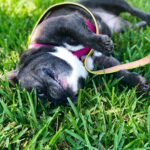 Jessica Versteeg Instagram - Happy #nationalpuppyday 🐶 @priscillabluev you have gone through so much with me in your short time here on earth, I am beyond grateful to be your mommy ❤️ I have so many amazing memories with you and a billion smiles because of you! FRIENDS, if you want your heart to melt, just watch her stretching at the end of the carves video 🥰