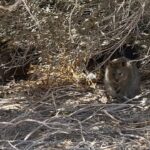 Jessika Evelyn Heiser Instagram - Here’s the first piece I’m sharing of an amazing adventure today! I had the pleasure of exploring today with @wwe and @westernaustralia The Quokkas are marsupials only found on Rottnest Island! So blown away that I get to experience this! Blessed girl 🩵 can’t wait to share more of this amazing trip. For now enjoy my terrible accent and sincere laughter with @nfaso24 and @danengler123 #wwechamber #westernaustralia #perthaustralia #quakka