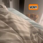 Jessika Evelyn Heiser Instagram - I got a new bed last week and he’s still not convinced he can get up on it. At the foot of the bed there’s a step and he already has gotten up on his own probably 10 times, but conveniently forgets. Spoiler, yes I did get out of the bed and pick him up. Spoiled rotten.