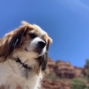 Jill-Michele Meleán Instagram - 🎂#mrjack made it to 10 years old! Happy Birthday my lil boy! 🎉
And Happy Birthday to his sis Legend. 🐶🐶
Thank you @armstronggregoryself & #beverlydangelo for the best gift of love to my soul.  #forevergrateful 💫
*
*
*
*
*
*
#dogmom #furbaby #furbabybirthday #unconditionallove #pawrents #brotherandsisterfurbabies