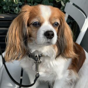 Jill-Michele Meleán Instagram - 🎂#mrjack made it to 10 years old! Happy Birthday my lil boy! 🎉
And Happy Birthday to his sis Legend. 🐶🐶
Thank you @armstronggregoryself & #beverlydangelo for the best gift of love to my soul.  #forevergrateful 💫
*
*
*
*
*
*
#dogmom #furbaby #furbabybirthday #unconditionallove #pawrents #brotherandsisterfurbabies