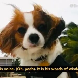 Jill-Michele Meleán Instagram - #nationaldogday 
If you all haven’t checked it out, do it & follow @themrjackshow DO IT NOW! F-yeah! 🐶 ♥️💫
Keeping my boy alive through comedy & technology. 🥰

*
*
*
*
*
*
*
*
*
#dogsofinstagram #doggroomers #afterlife #miami #losangeles #kingcharles #dogsofcomedy #wordsofwisdom #psychic #dogs #comedy #jenicabergere #jillmichelemelean #jillyonline #mrjack #mrjackshow #watermelon #wisdom #channeling #thebeyond #psychicreading #psychicmedium #adoptdontshop #healthydogtreats #2beetches #improv #inthemoment