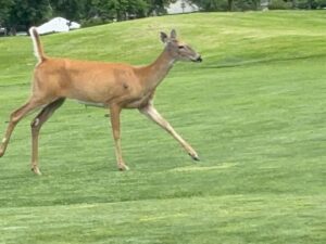 Jill Wine-Banks Instagram - Running past me in golf course today. What joy and energy.